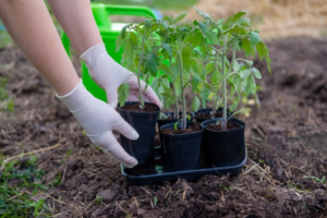 jardineria-plantas